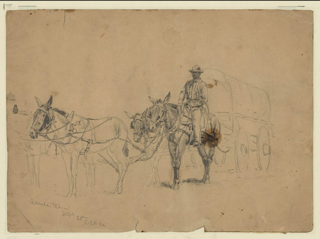 Forbers- Drawing of a Mule Team and Driver
